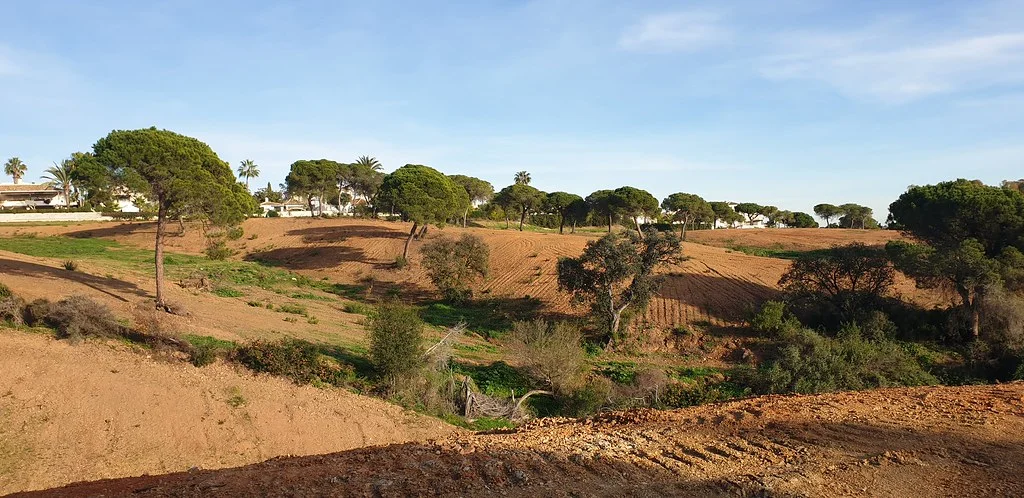 Umbrella pine woodland and open ground in Elviria, East Marbella
